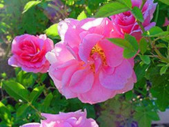 The EC approved BGN 3 million in state aid for rose growers