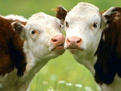 Животновъдите получиха над 170 хил. лева за реализацията на българско говеждо месо