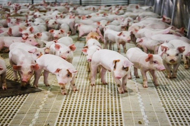Ot Dnes Vlizat V Sila Novite Iziskvaniya Za Po Visoka Biosigurnost Pri Otglezhdane Na Svine V Lichni Stopanstva Familni I Industrialni Fermi