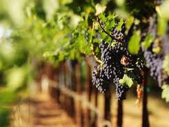 През 2023 година отново ще може да се подпомагат стопаните по кризисната мярка „Събиране на реколтата на зелено“ за винени лозя