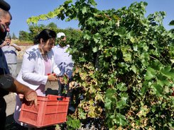 Снимки на министъра на земеделието, храните и горите Десислава Танева от посещение на лозови масиви в Чирпан, област Стара Загора, по повод старта на кампания по гроздобер