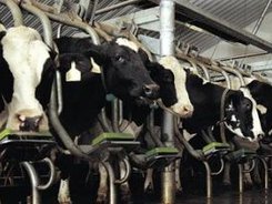 Говедовъдите получиха над 41,5 млн. лева за Кампания 2020 Бенефициентите в направление „Млечно говедовъдство под селекционен контрол“ получават с 18% по-висока ставка