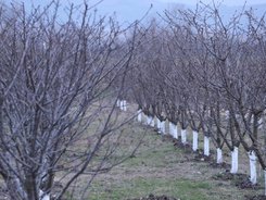 От 8 февруари земеделските производители заявяват помощ за зимни пръскания