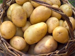 От 9 март стопаните кандидатстват по схемата за контрол на вредители по картофите