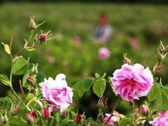 От 2 август ДФЗ приема заявления по de minimis за преработка на розов цвят