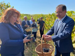 Minister Bozukov:  The 2021 grape harvest expected to be 20% bigger