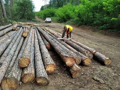 Близо 5700 проверки за 3 дни извършиха инспектори от държавните горски предприятия и Изпълнителната агенция по горите