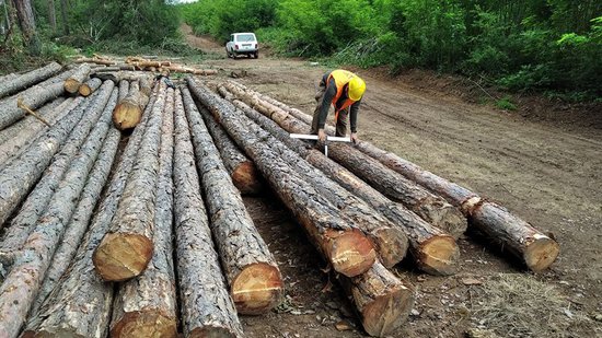 4 401 проверки са извършени от служители от държавните горски предприятия и Изпълнителна агенция по горите