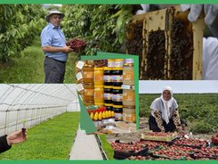 МЗХ публикува за обществено обсъждане изменение в интервенциите „Биологично растениевъдство“ и Биологично пчеларство“ 